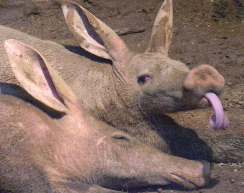 Пост канала «AARDVARK» от 30 сентября 2026 г.