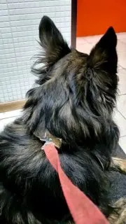 Пост канала «Приют для собак 🐶 Зоопансионат Альма 🏡 Воронеж» от 14 сентября 2026 г.