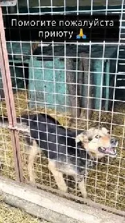 Пост канала «Приют для собак 🐶 Зоопансионат Альма 🏡 Воронеж» от 21 сентября 2026 г.