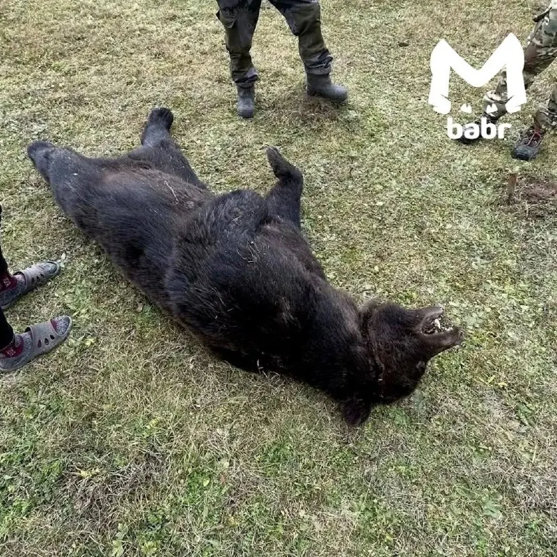 Пост канала «Babr Mash» от 1 октября 2026 г.