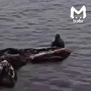 Пост канала «Babr Mash» от 1 октября 2026 г.
