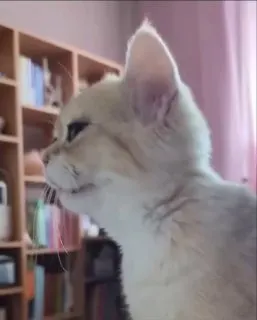 Post by “Broken Cats” from August 20, 2026