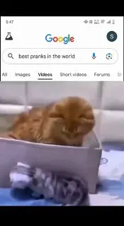 Post by “Broken Cats” from September 2, 2026