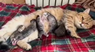 Post by “Broken Cats” from September 6, 2026