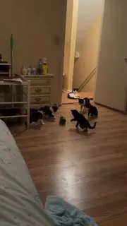 Post by “Broken Cats” from September 10, 2026