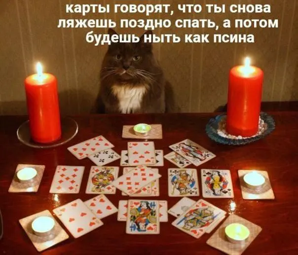 Пост канала «cats, i love cats» от 29 сентября 2026 г.