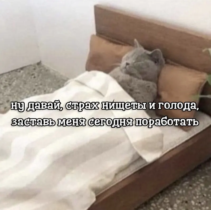 Пост канала «cats, i love cats» от 30 сентября 2026 г.
