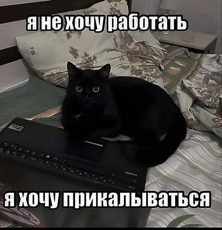 Пост канала «cats, i love cats» от 30 сентября 2026 г.