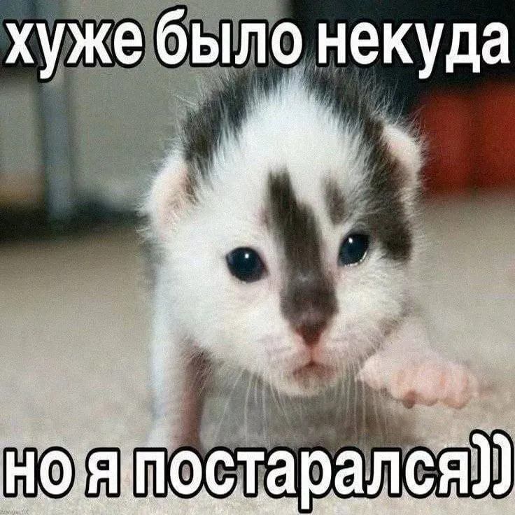 Пост канала «cats, i love cats» от 30 сентября 2026 г.