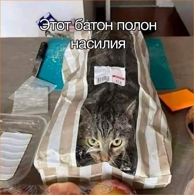 Пост канала «cats, i love cats» от 30 сентября 2026 г.