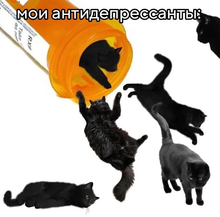 Пост канала «cats, i love cats» от 30 сентября 2026 г.