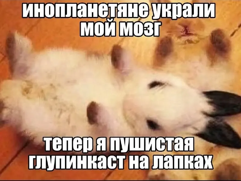 Пост канала «Чупапия» от 30 сентября 2026 г.