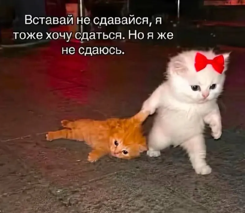 Пост канала «FEMALE MEMES» от 30 сентября 2026 г.