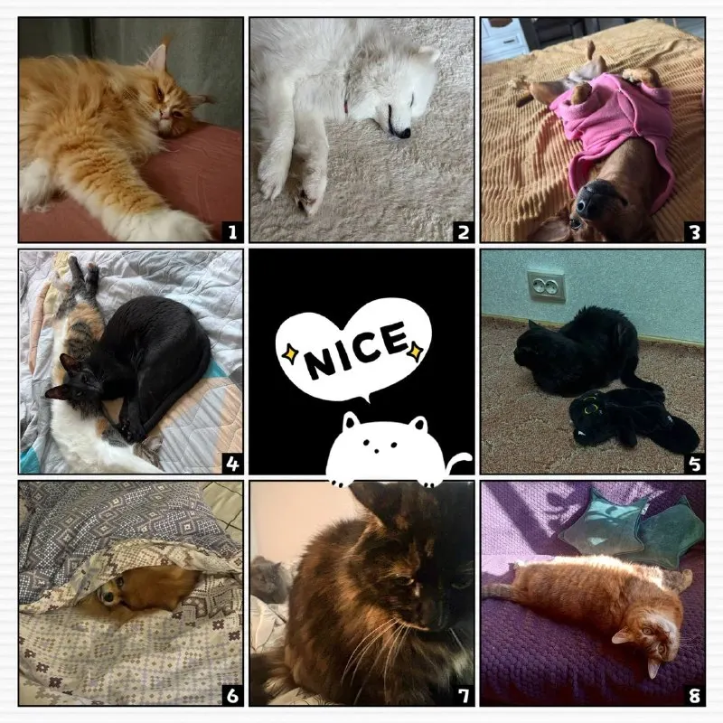 Пост из ЗвероПятница🐶🐱🐰🦊🐭🥹