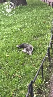 Пост из ЗвероПятница🐶🐱🐰🦊🐭🥹