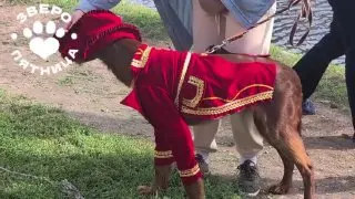 Пост из ЗвероПятница🐶🐱🐰🦊🐭🥹