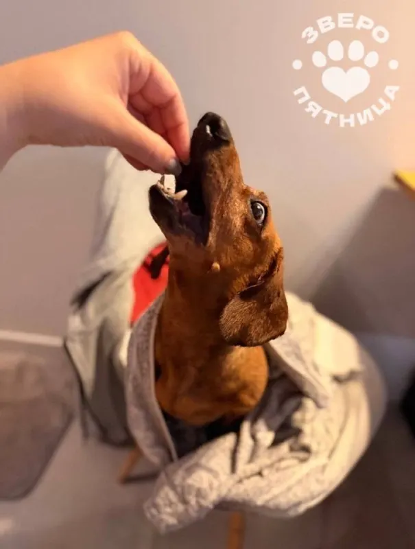Пост из ЗвероПятница🐶🐱🐰🦊🐭🥹