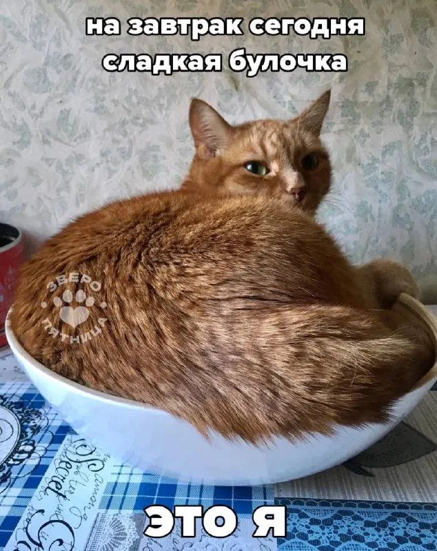Пост из ЗвероПятница🐶🐱🐰🦊🐭🥹