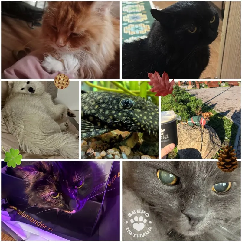 Пост из ЗвероПятница🐶🐱🐰🦊🐭🥹