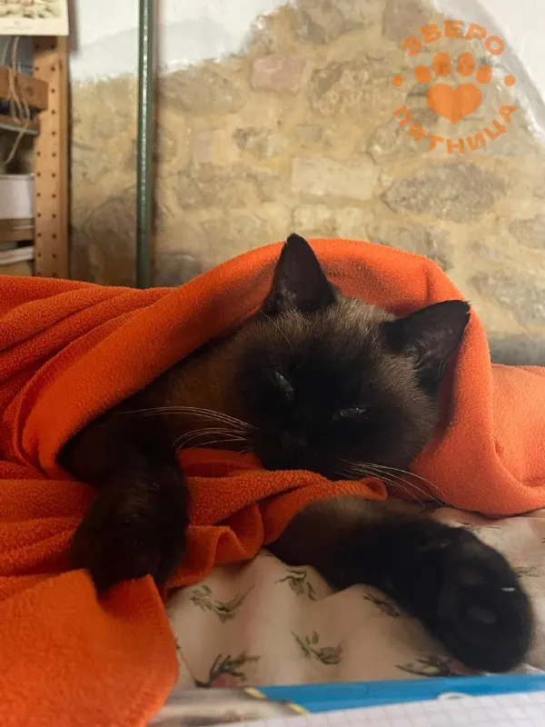 Пост из ЗвероПятница🐶🐱🐰🦊🐭🥹