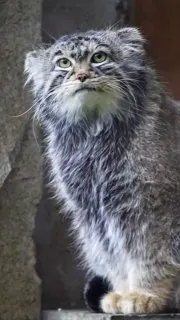 Пост из ЗвероПятница🐶🐱🐰🦊🐭🥹