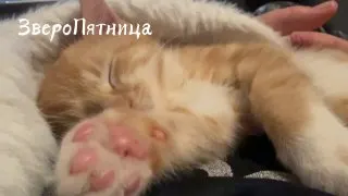 Пост из ЗвероПятница🐶🐱🐰🦊🐭🥹