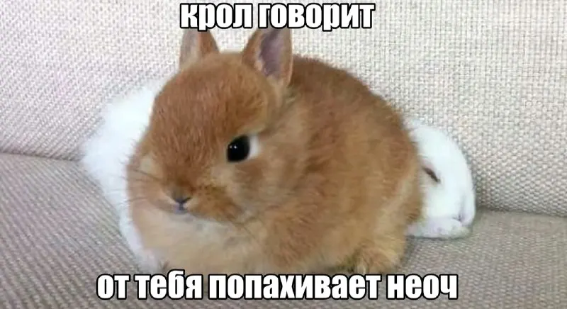 Пост канала «Fragrantica memes» от 27 сентября 2026 г.