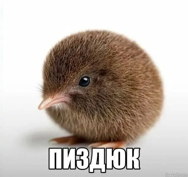 Пост канала «govnshit.jpg» от 30 сентября 2026 г.