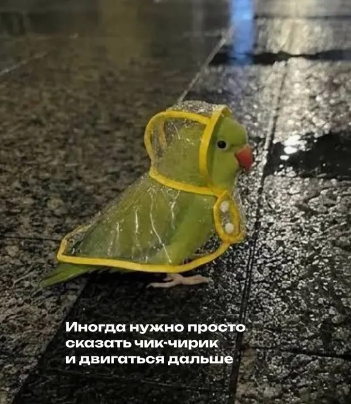 Пост канала «Hedonistcats» от 29 сентября 2026 г.