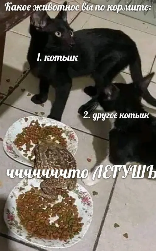 Пост канала «Howtowashacat» от 30 сентября 2026 г.