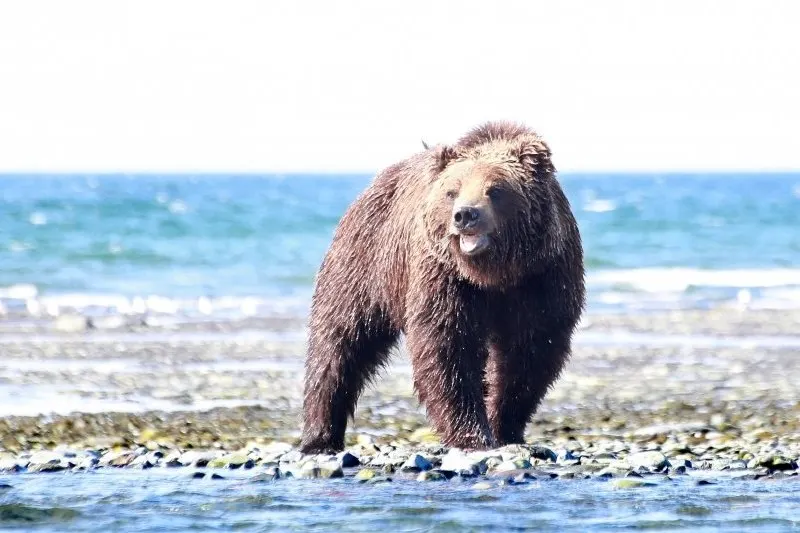 Пост из KamchatkaMedia | Новости Камчатки
