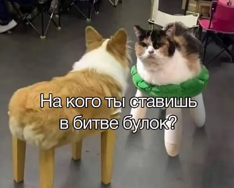 Пост канала «Каштанка» от 28 сентября 2026 г.