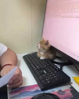 Post by “Коробка с котами” from September 30, 2026