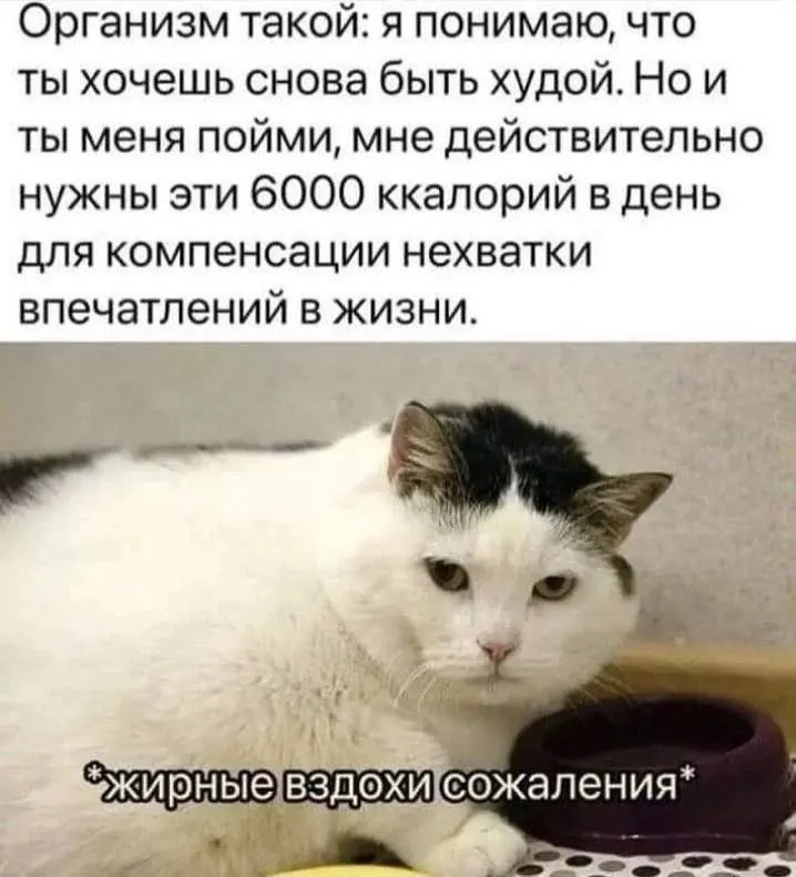 Post by “Коробка с котами” from September 30, 2026