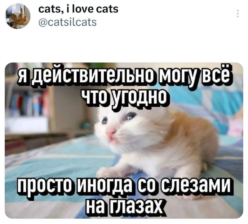 Пост канала «Коробка с котами» от 1 октября 2026 г.