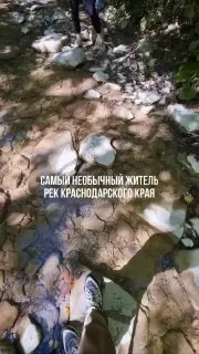 Пост канала «Кубань 24 Позитив» от 26 сентября 2026 г.