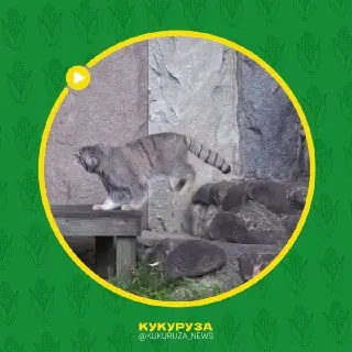 Пост канала «Кукуруза | Новости Екатеринбурга и России» от 30 сентября 2026 г.