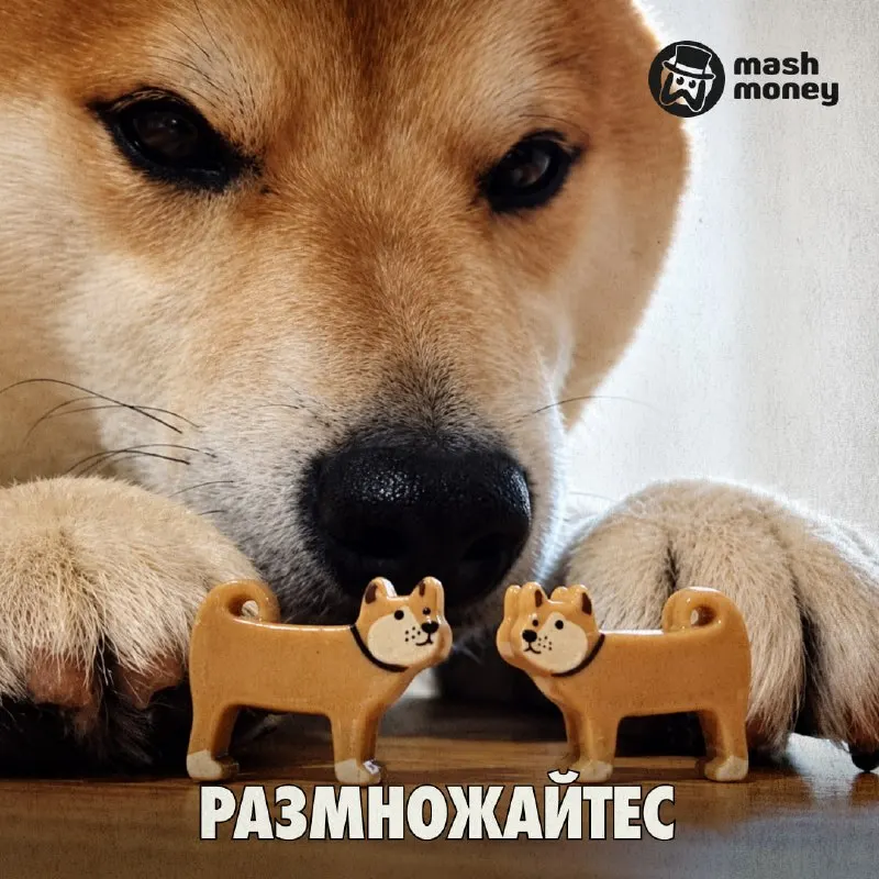 Пост из Mash Money