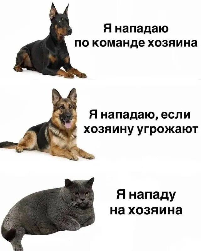 Пост канала «МЕМАЧ» от 1 октября 2026 г.