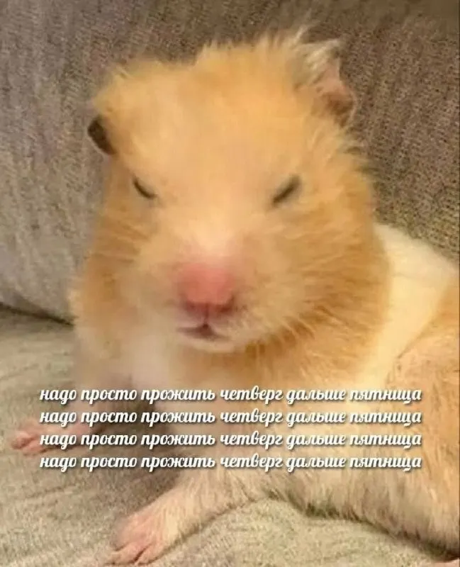 Post by “Meme, Kürwa!” from October 1, 2026