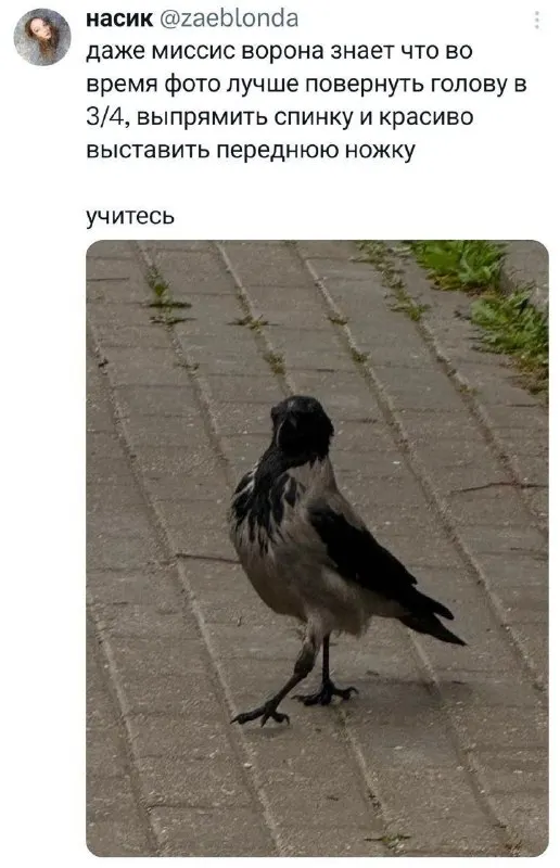 Post by “Meme, Kürwa!” from October 1, 2026