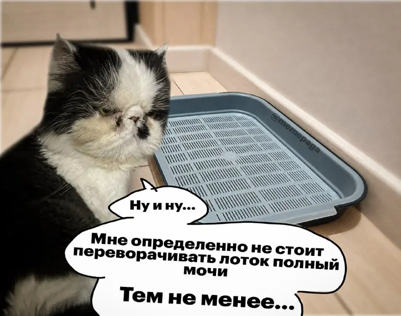 Пост канала «/memepaga/» от 29 сентября 2026 г.