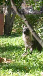 Пост канала «Московский зоопарк» от 1 октября 2026 г.