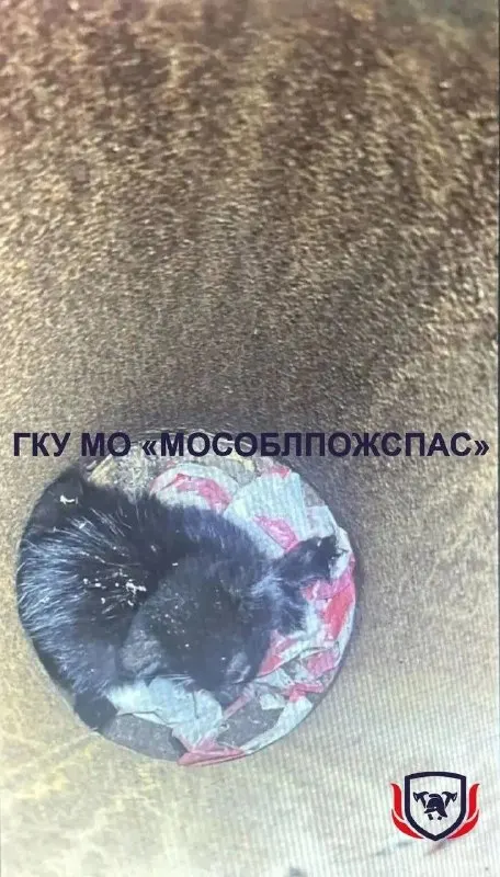 Пост из Регнум