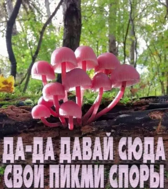 Пост канала «NOMOREMEMES» от 1 октября 2026 г.