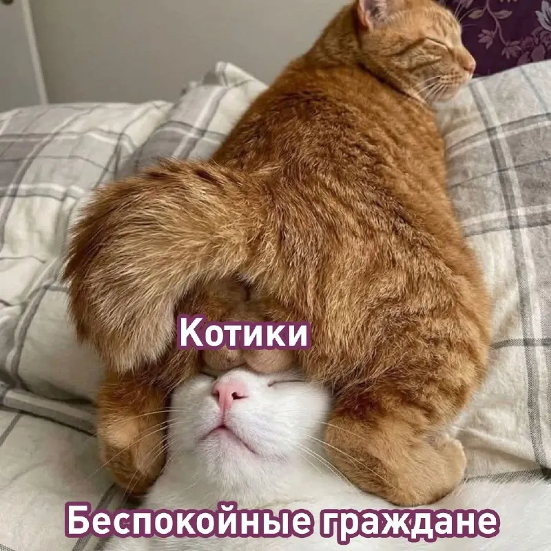 Пост канала «Лентач» от 1 октября 2026 г.