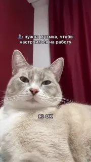 Пост канала «Оправдания для заказчика» от 29 сентября 2026 г.