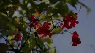 Пост канала «Василий Орлов» от 27 сентября 2026 г.