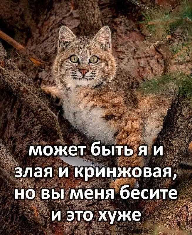 Пост канала «пёсья ж*па» от 30 сентября 2026 г.