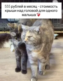 Пост канала «Помощь Приютам (Хатико)» от 20 сентября 2026 г.